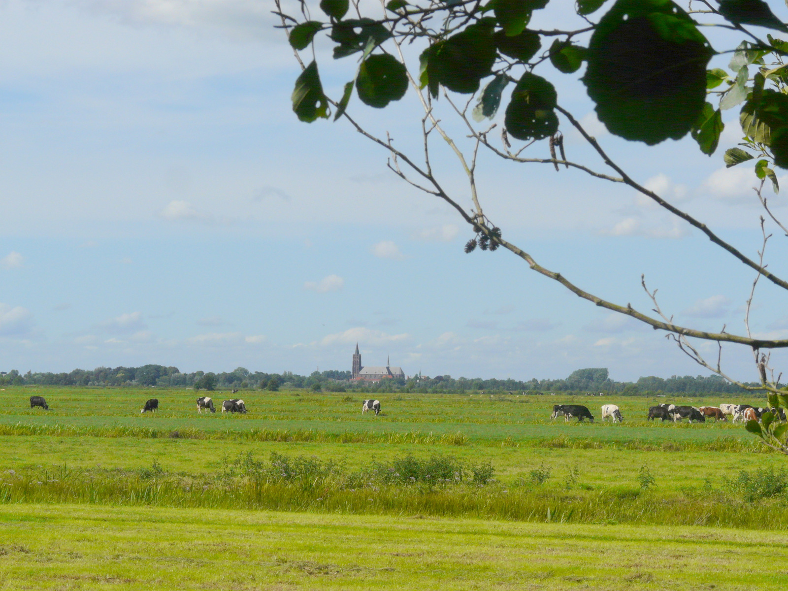 Veenweide met op de achtergrond de kerk van Vinkeveen.