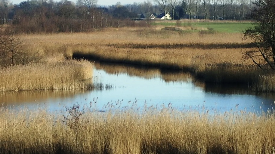 Moerasgebied bij Botshol