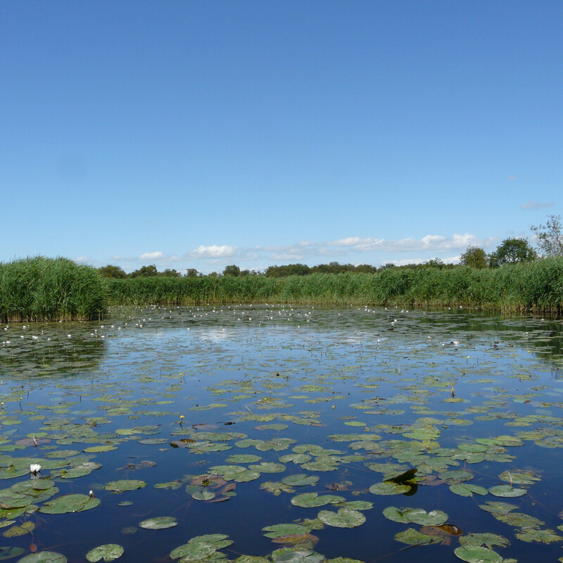 Botshol, een prachtig natuurgebied met lepelaars en aalscholvers