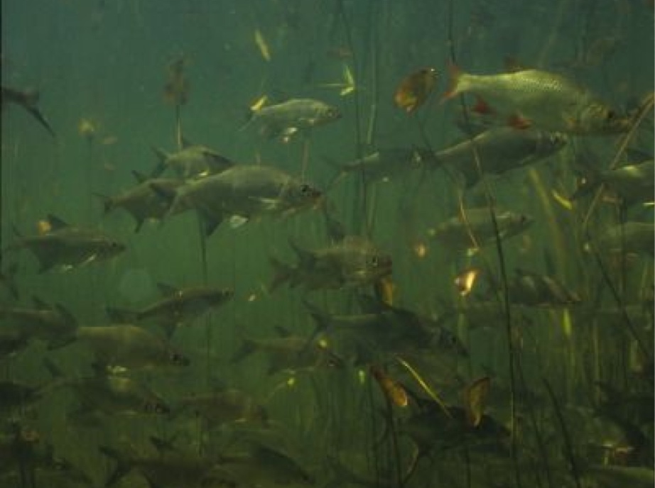 beeldbeschrijving van de afbeelding voor mensen met een visuele beperking