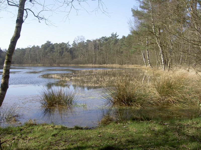 Voorbeeld van een veengebied, hier het Fochteloerveen. Foto Ans Molenkamp