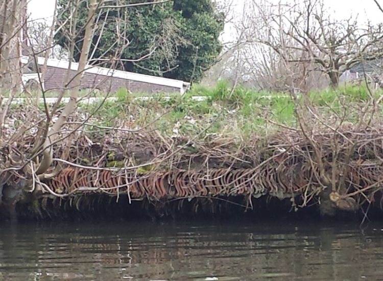 Ingezakte dakpanoever langs de Vecht met begroeiing in de ruimtes tussen de dakpannen. 