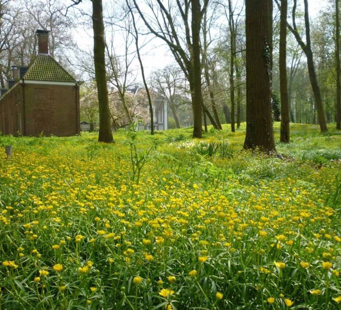 Gemankeerde boterbloemen, stinsenflora bij Over Holland
