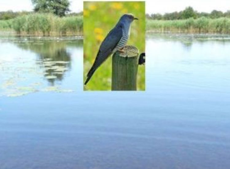 beeldbeschrijving van de afbeelding voor mensen met een visuele beperking