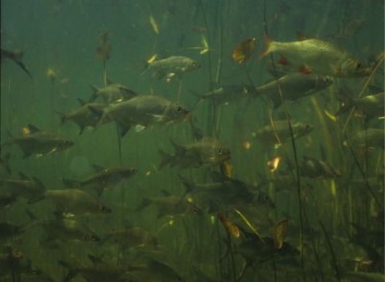 beeldbeschrijving van de afbeelding voor mensen met een visuele beperking