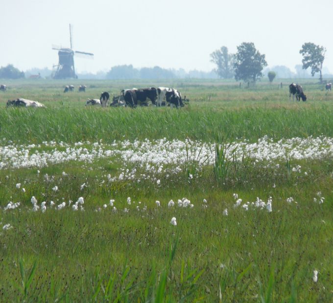 Armenland