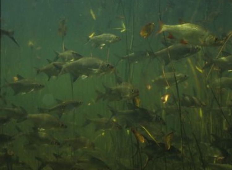 beeldbeschrijving van de afbeelding voor mensen met een visuele beperking