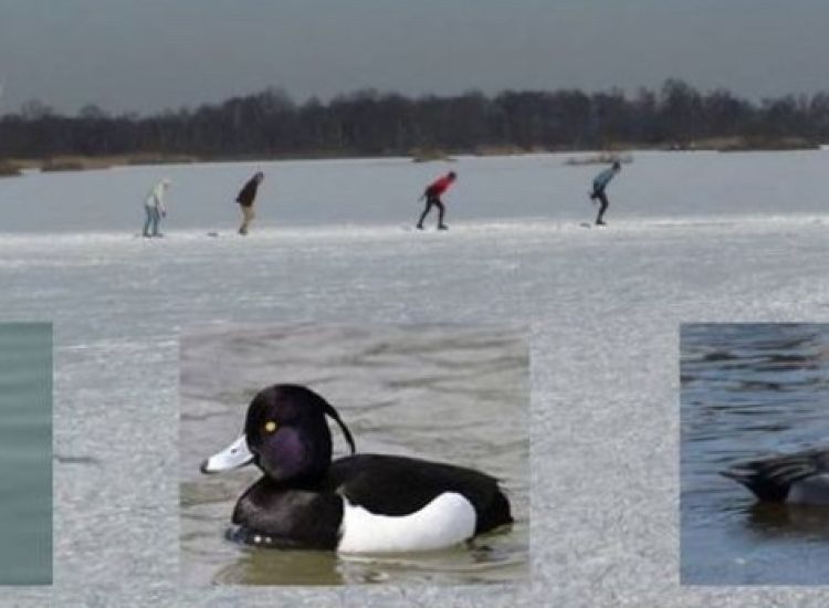 beeldbeschrijving van de afbeelding voor mensen met een visuele beperking