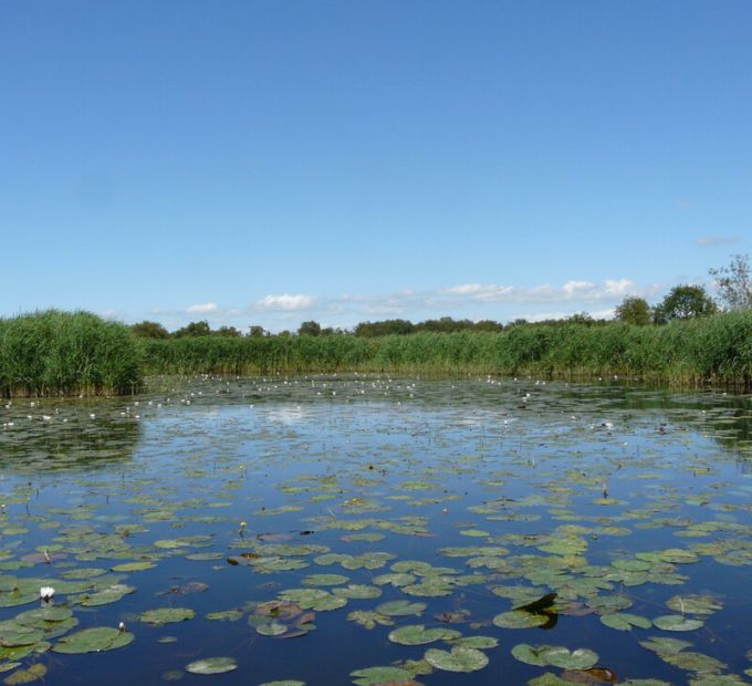 Botshol, een prachtig natuurgebied met lepelaars en aalscholvers
