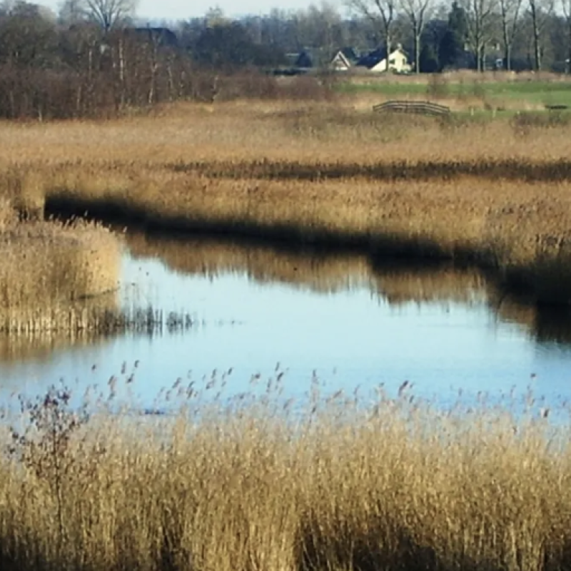 Moerasgebied bij Botshol