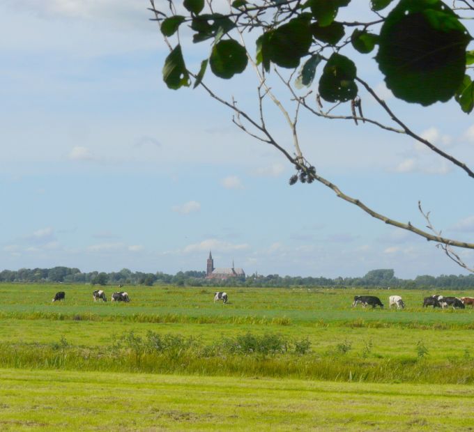 Veenweide met op de achtergrond de kerk van Vinkeveen.