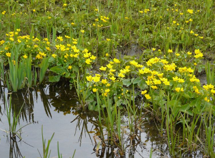 Dotters op oeverlandje