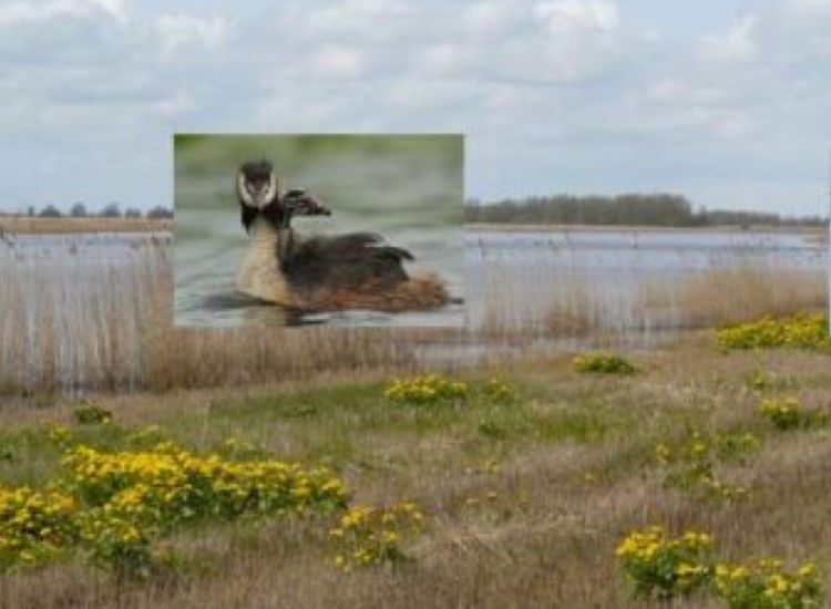 beeldbeschrijving van de afbeelding voor mensen met een visuele beperking