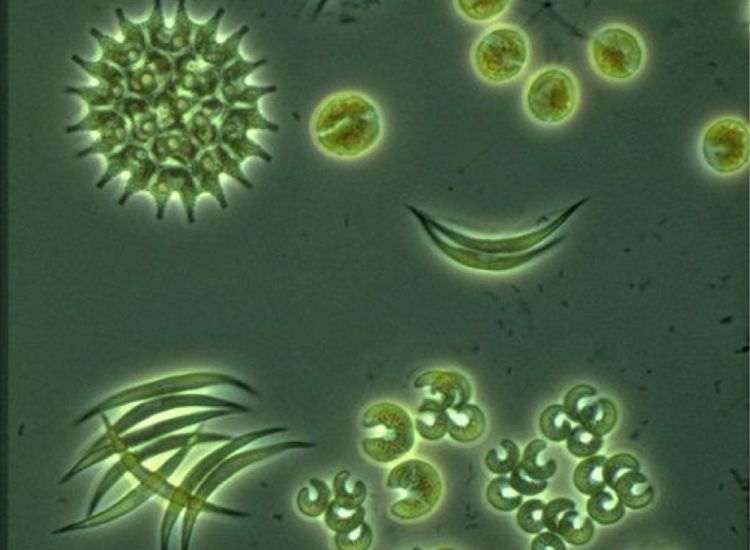 beeldbeschrijving van de afbeelding voor mensen met een visuele beperking