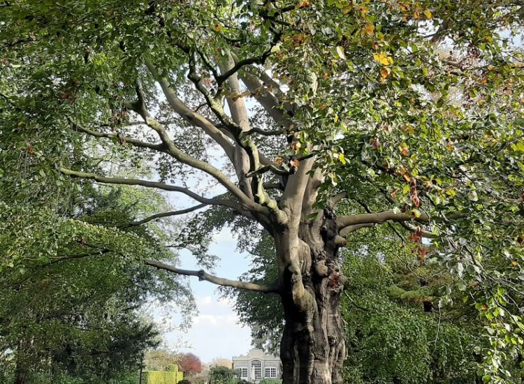 Rode beuk op Slotzicht, oudste van Utrecht