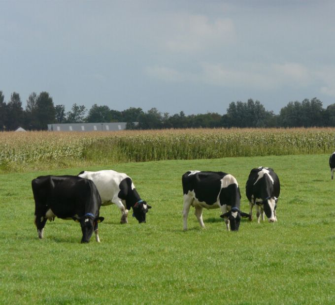 De veenweiden worden niet alleen gebruikt voor weidegrond, maar ook voor het verbouwen van mais.