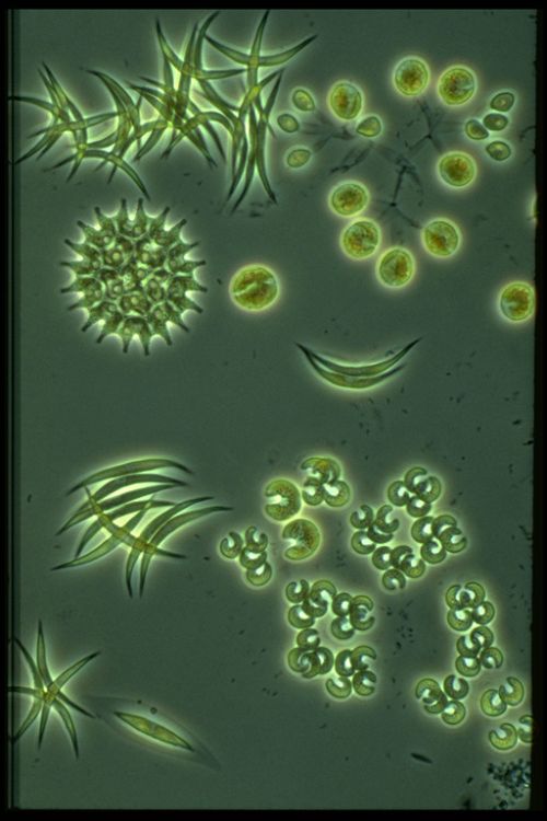 Zwevende algen in het water kleuren 's zomers het water groen