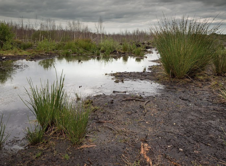 Voorbeeld van een veenlandschap, te nat om zich permanent te vestigen. Afb. Wikimedia Commons