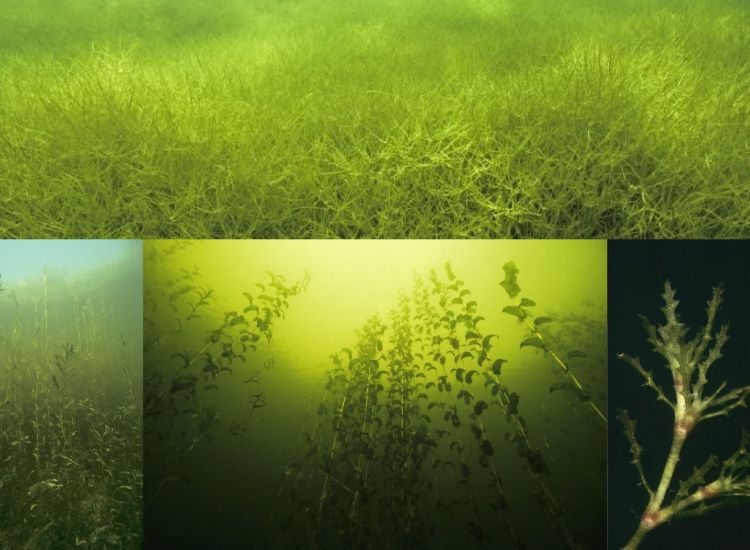 beeldbeschrijving van de afbeelding voor mensen met een visuele beperking