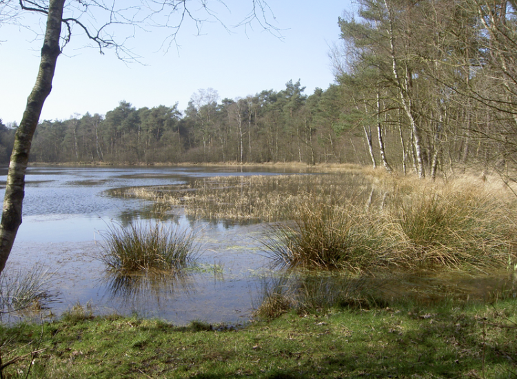 Voorbeeld van een veengebied, hier het Fochteloerveen. Foto Ans Molenkamp