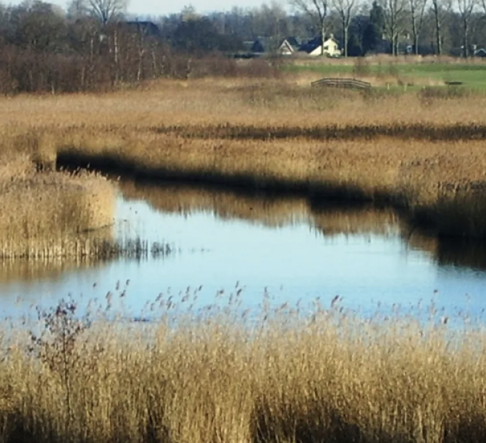 Moerasgebied bij Botshol