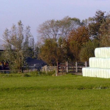 Roeien door natuurgebied Botshol
