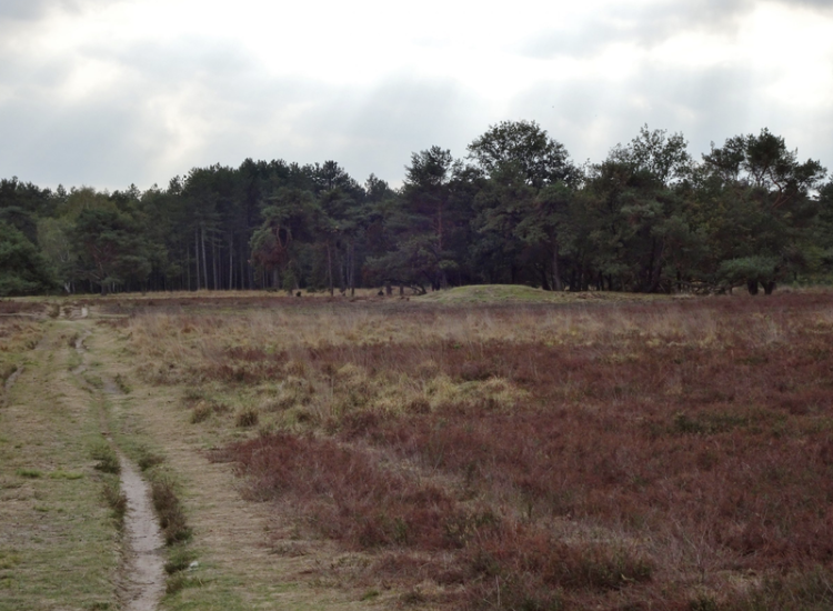 Grafheuvels Bussummerheide