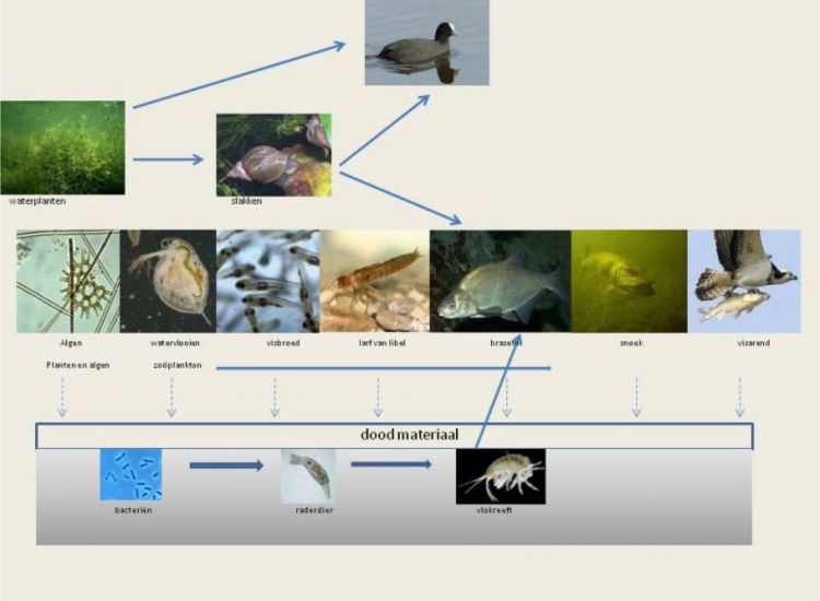 beeldbeschrijving van de afbeelding voor mensen met een visuele beperking