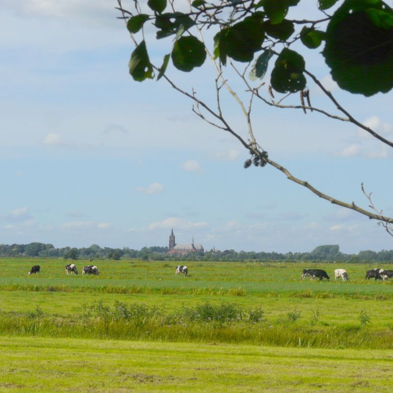 Veenweide met op de achtergrond de kerk van Vinkeveen.