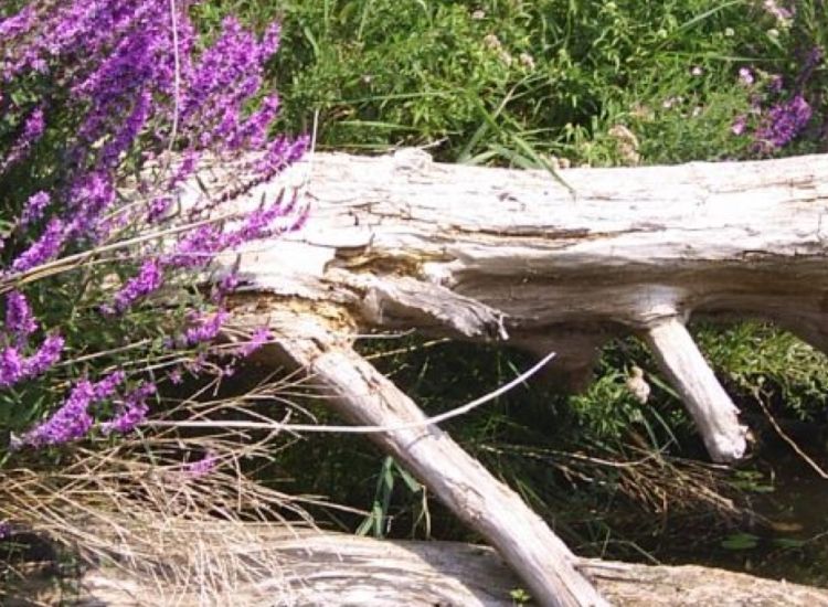 beeldbeschrijving van de afbeelding voor mensen met een visuele beperking